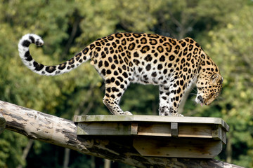 Stunning Leopard on Platform