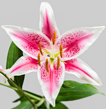Fototapeta Closeup of single pink tiger lily flower in bloom, shallow depth of field with focus on the front orange stamens