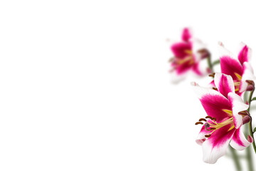 Fototapeta na wymiar Lily flower border design isolated on white background