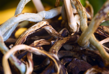 Orchid flower roots