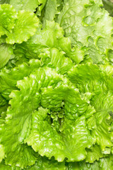 fresh lettuce leaves after rain