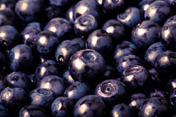 blueberries collected manually. background.Tinted