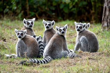 Naklejka na ściany i meble Ring tailed Lemurs Troop