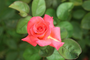 Flower Rose