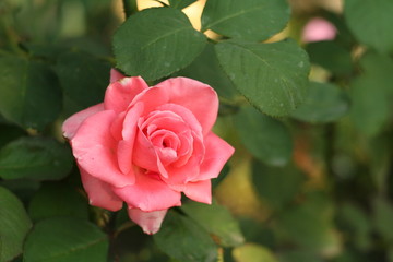 Flower Rose