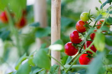 Cherry tomatoes in a vegetable garden