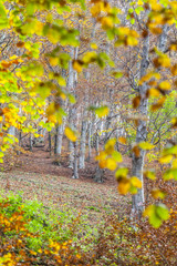 Beech forest in autumn colorful livery