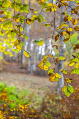 Beech forest in autumn colorful livery