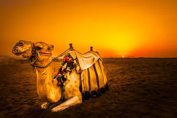 Fototapete Ägypten Kamel vor Sonnenuntergang in Hurghada/Makadi Bay, Ägypten