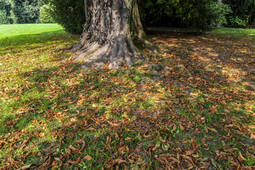 Autumn: trunk surrounded by colorful fallen leaves