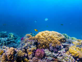 Fototapeta na wymiar Coral and fish in the Red Sea, Egypt