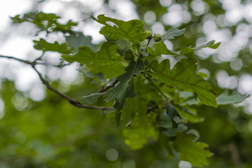 oak twig with leaves and berries
