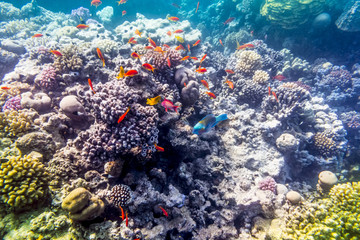 Fototapeta na wymiar Coral and fish in the Red Sea, Egypt