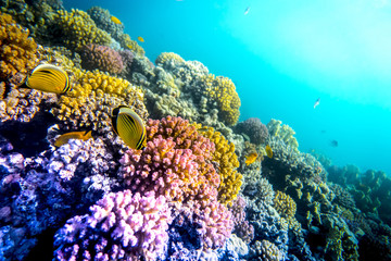 Fototapeta premium Coral and fish in the Red Sea, Egypt