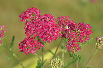 purpurrote Schafgarbe