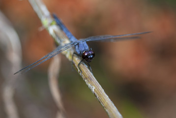 Blue dragonfly