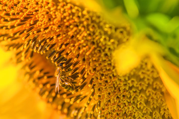 Honey bee and sunflower, macro