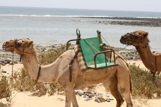 spain, fuerteventura. Dromedary Camels on the beach