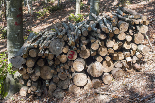 A woodpile