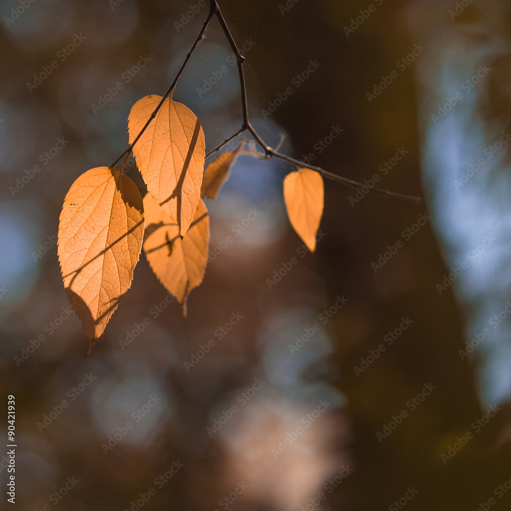 Canvas Prints blurred fall background