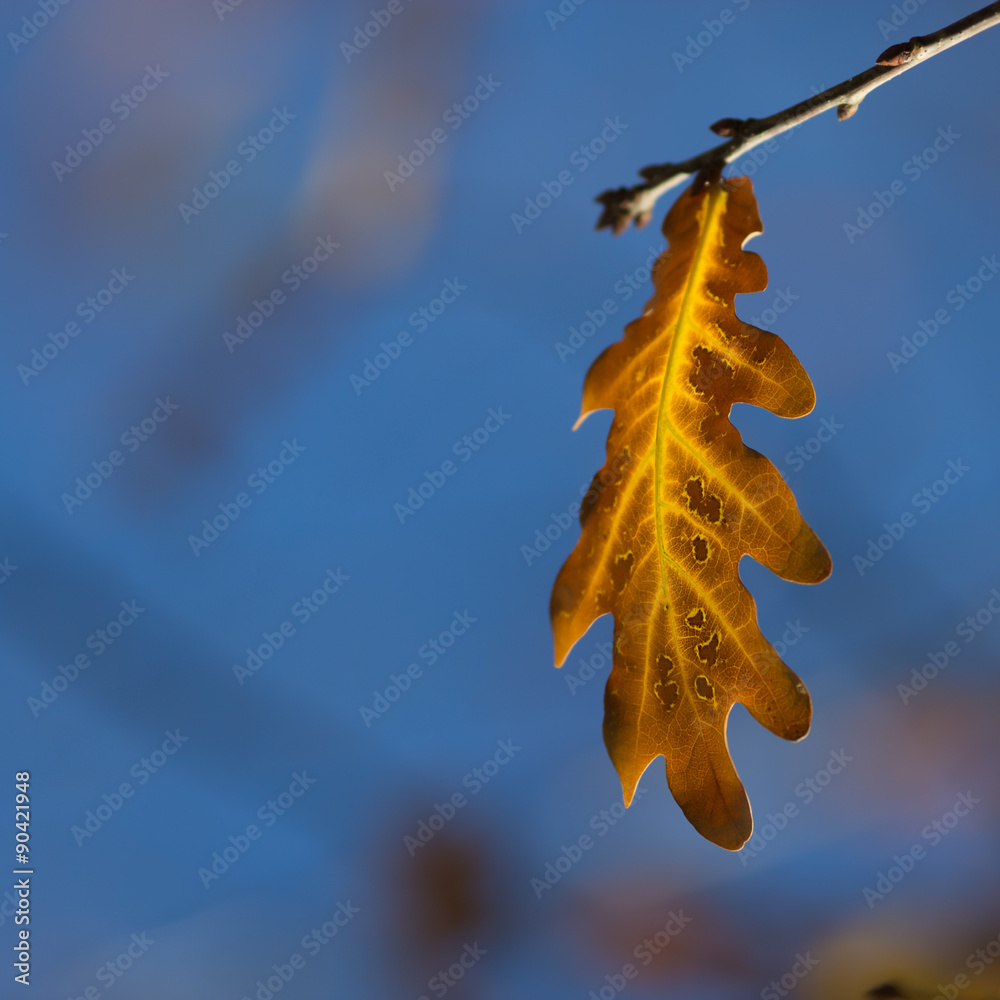 Canvas Prints blurred fall background