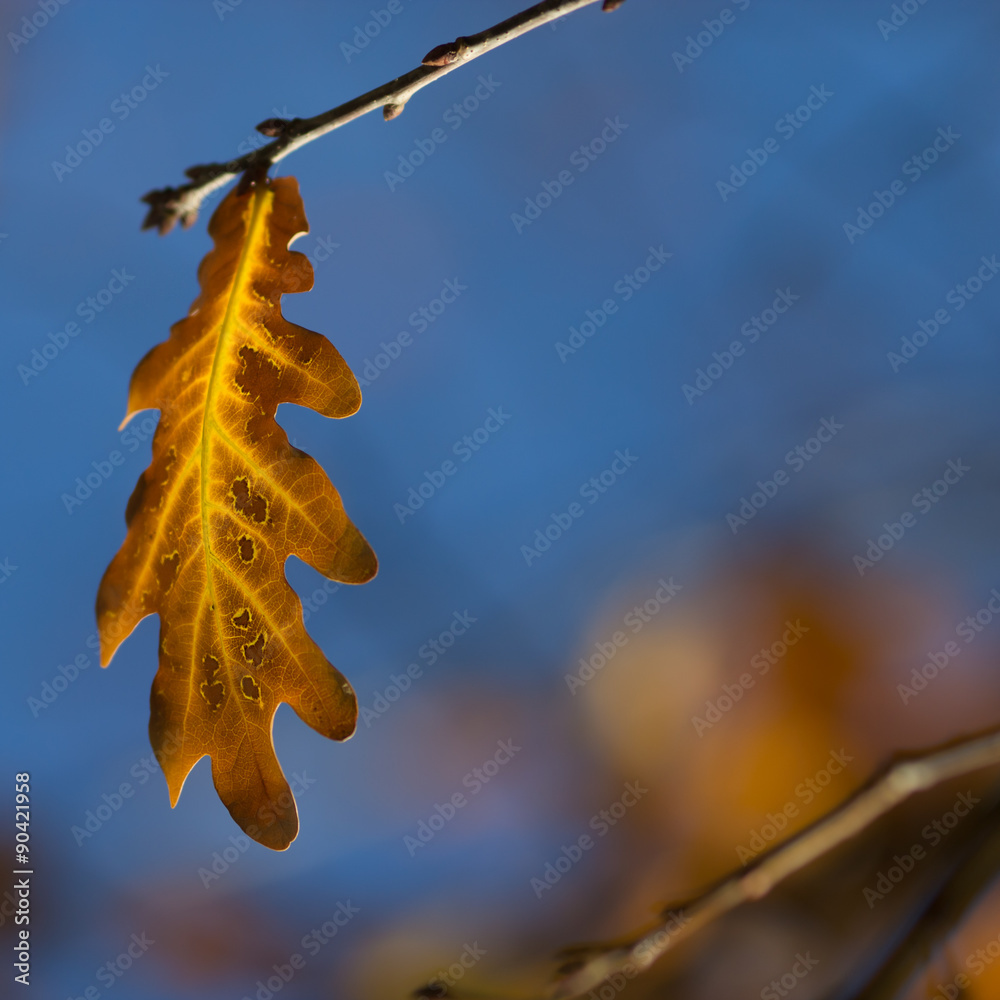 Canvas Prints blurred fall background