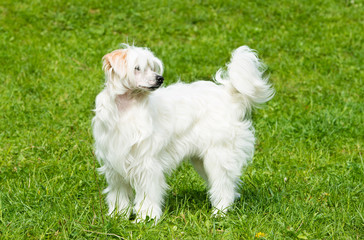 Powderpuff Chinese Crested stands. The Powderpuff Chinese Crested is on the grass.