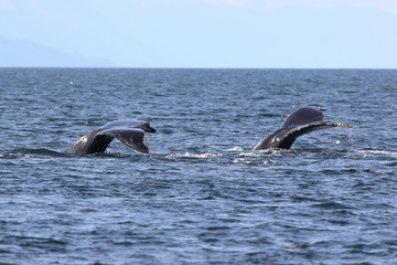 Fototapeta premium Two Humpback Whale Flukes
