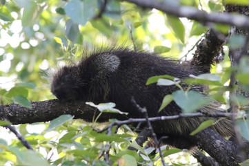 North American Porcupine - Erethizon dorsatum