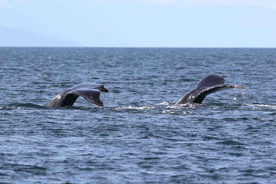 Two Humpback Whale Flukes
