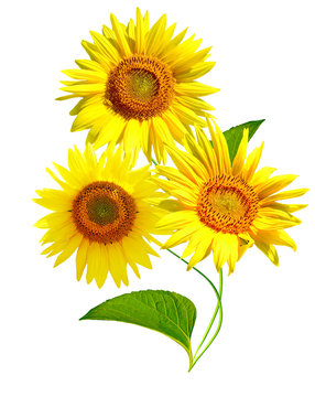 beautiful sunflower isolated on a white background