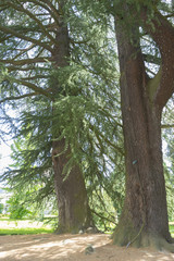 Fototapeta premium Tree, Jardines de la Granja de San Ildefonso, monuments in Spain