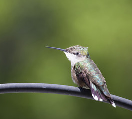 Feathers ruffled