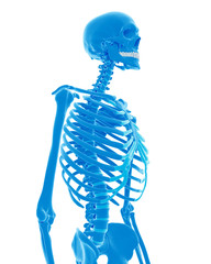 medically accurate illustration of the skeletal thorax