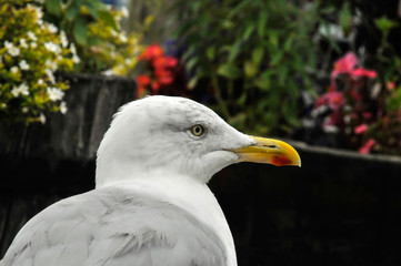 Gaivota
