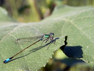 blue damselfly (Ischnura elegans)