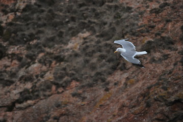 Yellow-legged gull flying in Berlenga's island