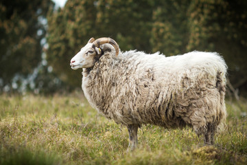 Big white male sheep standing in grass