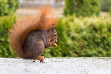 squirrel sitting on white fence eating a nut