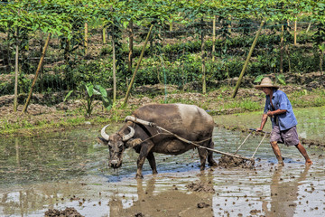 Traditional Chinese framer using an ox to plow a field for planting rice