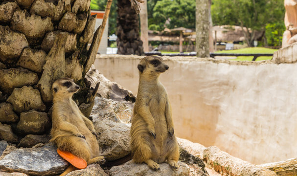 Meir Cats in the zoo