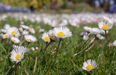 Broad swathes of English daisies grow in a large area of open parkland.