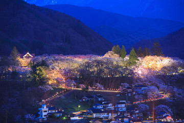 Light up of Cherry Blossoms at Takato Castle Site Park, Nagano, Japan