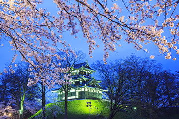 Light up of Takada Castle and Cherry blossoms, Niigata, Japan