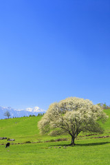 Blooming Pear Tree, Yatsugatake farm, Yamanashi