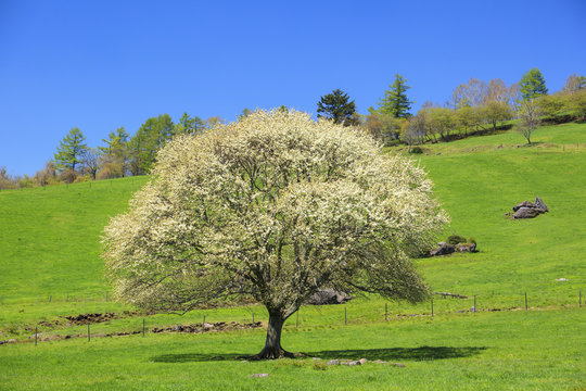 Blooming Pear Tree, Yatsugatake farm, Yamanashi