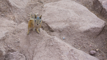 Chipmunk on Red Rocks in Colorado