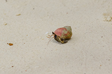 Hermit crab