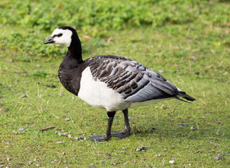 Barnacle Goose (Branta leucopsis) foraging in grass. Helsinki, Finland.