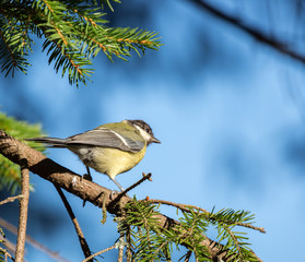 Great Tit (Parus major) perched on a tree branch